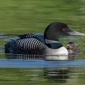 Birds Metal Print Collection: Loons