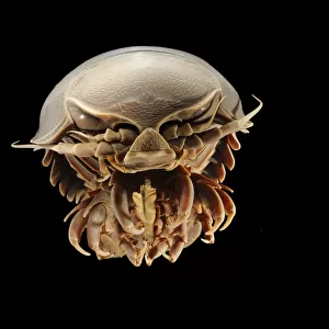 Insects Photo Mug Collection: Isopoda