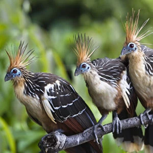Birds Cushion Collection: Hoatzin
