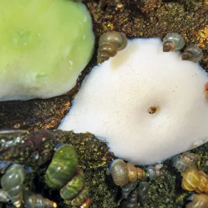 Mollusks Photo Mug Collection: Freshwater Snails
