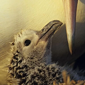 Albatrosses Collection: Laysan Albatross