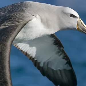 Albatrosses Collection: Salvins Albatross