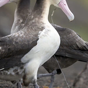 Albatrosses Collection: Short Tailed Albatross