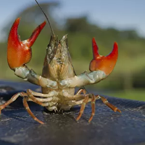 Crustaceans Metal Print Collection: Signal Crayfish