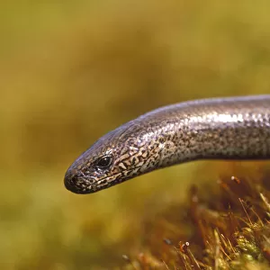 Worms Collection: Slowworm