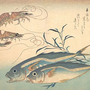 Crustaceans Fine Art Print Collection: Kuruma Prawn