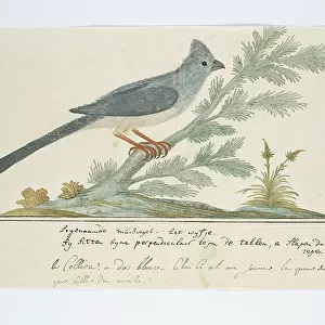Birds Canvas Print Collection: Mousebirds