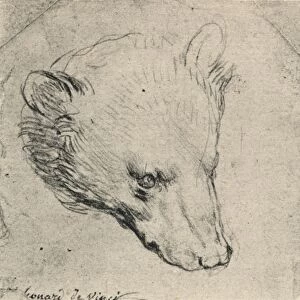 Mammals Metal Print Collection: Black Bear