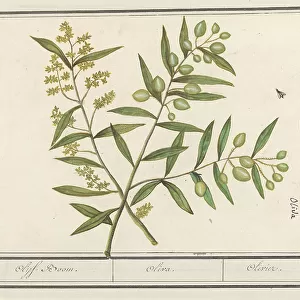 Flies Framed Print Collection: Olive Fruit Fly