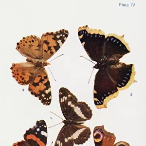 Animals Greetings Card Collection: Butterflies, Moths & Other Insects
