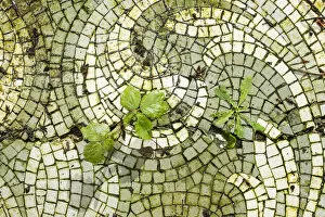 Weed Collection: Decaying mosaic pavement DP168226