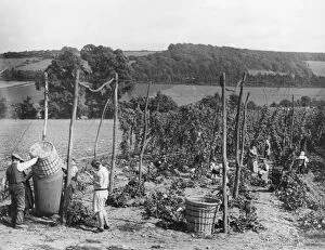 Related Images Metal Print Collection: Hop picking in Kent