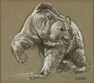 Dangerous Collection: An angry Grizzly Bear