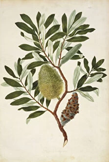 Voyage Collection: Banksia integrifolia, coastal banksia