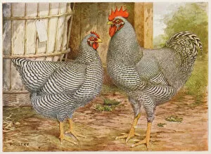 Poultry Collection: Barred Plymouth Rocks