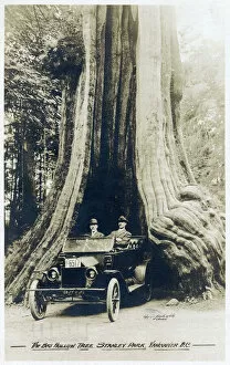 Weird Collection: The Big Hollow Tree - Stanley Park, Vancouver, BC, Canada
