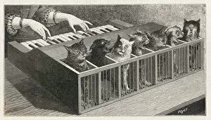 Linked Collection: CAT PIANO