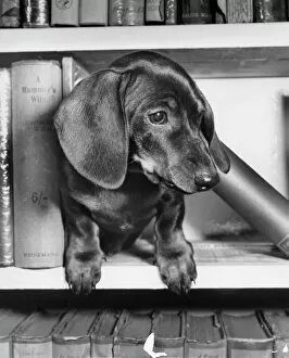 Nature-inspired artwork Canvas Print Collection: Dachshund on a bookshelf