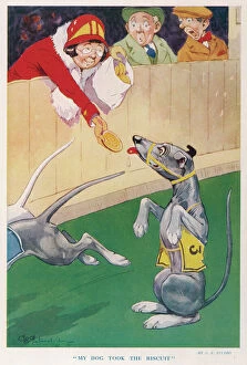 Cartoon Metal Print Collection: My Dog Took the Biscuit by G. E. Studdy