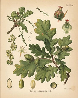 Related Images Poster Print Collection: English oak or pedunculate oak, Quercus robur