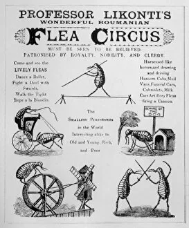 Related Images Fine Art Print Collection: Flea Circus