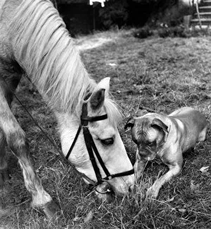 Nature-inspired artwork Jigsaw Puzzle Collection: Horse and Boxer dog