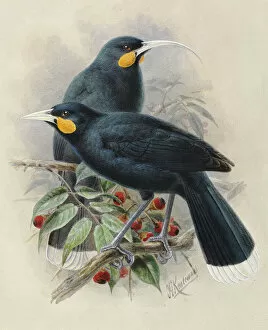 Watercolor paintings Canvas Print Collection: Huia (male and female)