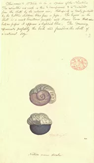 Watercolor paintings Canvas Print Collection: Janthina violacea, violet snail