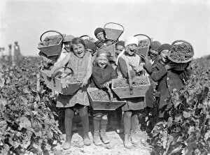 Harvesting Collection: Jolly Grape Pickers
