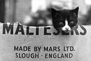Postcard Collection: Kitten in a Maltesers cardboard box