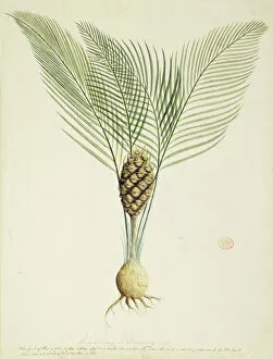 Magnoliophyta Collection: Macrozamia communis, burrawang palm
