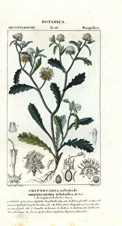 Picea Collection: Madam gorgon, Acicarpha tribuloides