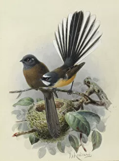 A History Of The Birds Of New Zealand Collection: New Zealand Fantail (Melanistic var. on left)