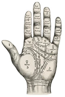 1890 Collection: Palmistry map of the hand