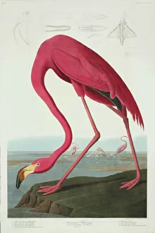 John James Audubon Framed Print Collection: Phoenicopterus ruber, greater flamingo
