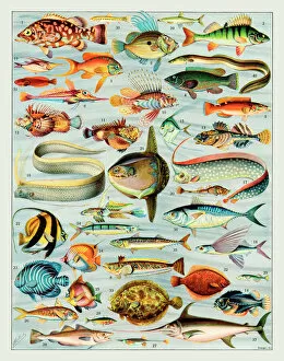 Related Images Collection: Poissons - fish