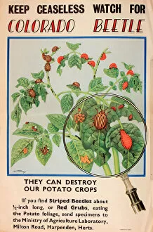 Destroy Collection: Poster, Keep ceaseless watch for Colorado Beetle