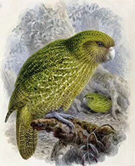 Australasia Collection: Strigops habroptilus, kakapo