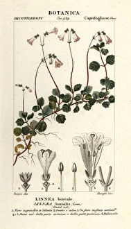 Jean Collection: Twinflower, Linnaea borealis