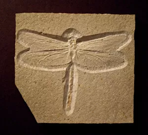 Grained Collection: Urogomphus eximus, fossil dragonfly