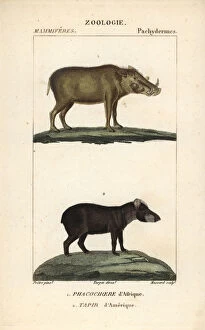 Frederic Collection: Warthog Phacochoerus africanus and South American