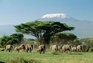 Kenya Collection: African Elephants - With Mount Kilimanjaro in background Amboseli National Park, Kenya, Africa