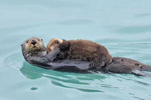 Carnivores Canvas Print Collection: Alaskan / Northern Sea Otter - mother carrying very young pup - Alaska _D3B3040