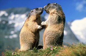 Related Images Photographic Print Collection: Alpine Marmots