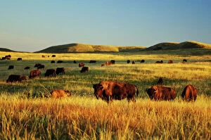 Landscape paintings Metal Print Collection: American Bison herd. Western U. S. summer. Theodore Roosevelt National Park, North Dakota, USA