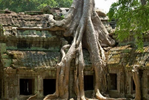 Temples Collection: Angkor Tree roots cover - Ta Prohm - Cambodia