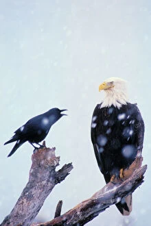 Aggression Collection: Bald Eagle - Being harassed by crow during winter snowstorm. Alaska. BE2635