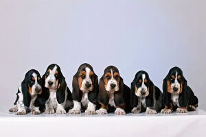 Postcard Collection: Basset Hound Dog Puppies x6