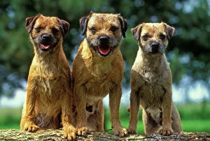 Happy Collection: Border Terrier Dogs - Three sitting together