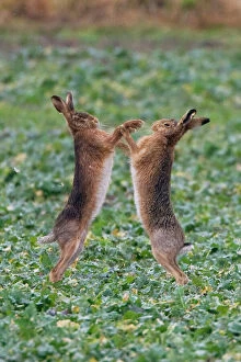 Hare Collection: Brown Hares boxing in Oxordshire February